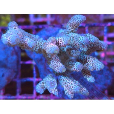 MILLEPORA GRAFTED 