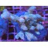 MILLEPORA GRAFTED 
