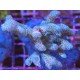 MILLEPORA GRAFTED 