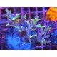 ULTIMATE BONSAI SUHARSONOI