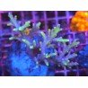 ULTIMATE BONSAI SUHARSONOI