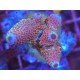 HUMILIS RAINBOW ACRO 