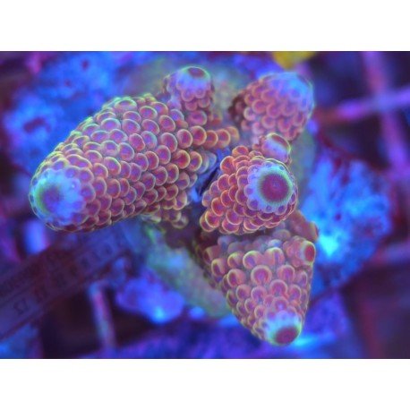 HUMILIS RAINBOW ACRO 