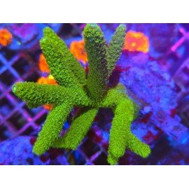 GREEN SLIMER ACRO XL 