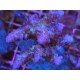 NATALENSIS PINK CADILAC