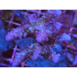 NATALENSIS PINK CADILAC