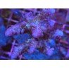 NATALENSIS PINK CADILAC
