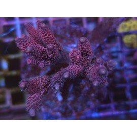 PINK MILKSHAKE MILLEPORA