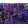 PINK MILKSHAKE MILLEPORA