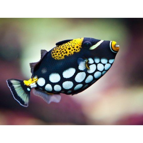 BALISTOIDES CONSPICILLUM