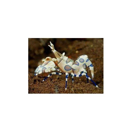 HYMENOCERA ELEGANS (PICTA) COME ASTRINAS