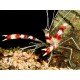 STENOPUS HISPIDUS