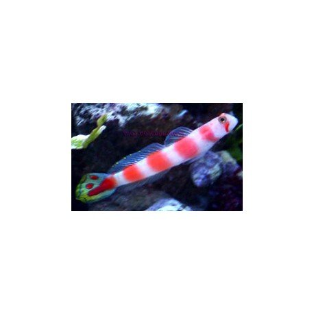 CRYPTOCENTRUS AURORA