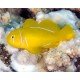 GOBIODON CITRINUS