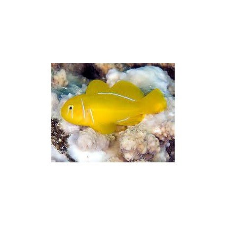 GOBIODON CITRINUS