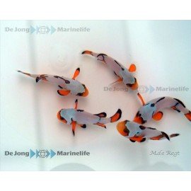 OCELLARIS SNOWFLAKES PREMIUM PRECIO PAREJA