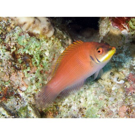 PSEUDOCHEILINUS EVANIDUS