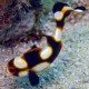 PLECTORHINCHUS ORIENTALIS 