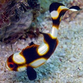 PLECTORHINCHUS ORIENTALIS 