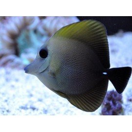ZEBRASOMA SCOPAS