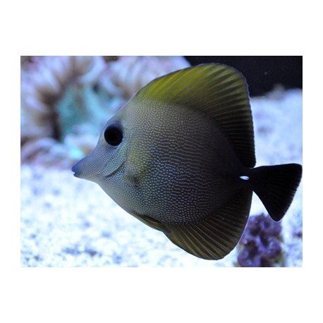 ZEBRASOMA SCOPAS