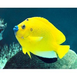 APOLEMICHTHYS TRIMACULATUS