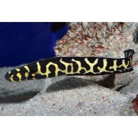 PHOLIDICHTHYS LEUCOTAENIA