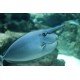 NASO BREVIROSTRIS TALLA S