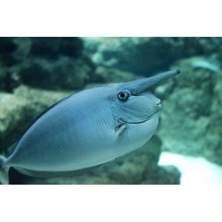 NASO BREVIROSTRIS TALLA S
