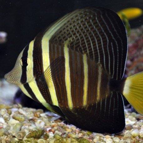 ZEBRASOMA VELIFERUM SM