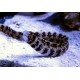 ECHIDNA NEBULOSA - OFERTA -