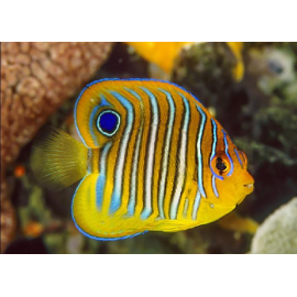 PYGOPLITES DIACANTHUS