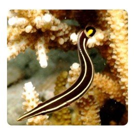 DIADEMICHTHYS LINEATUS