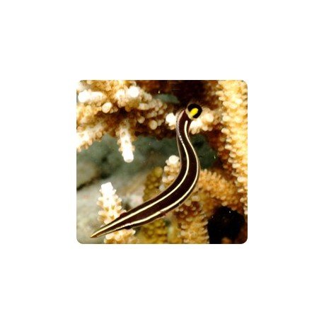 DIADEMICHTHYS LINEATUS