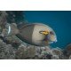 ACANTHURUS OLIVACEUS