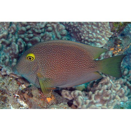 CTENOCHAETUS TRUNCATUS TALLA M