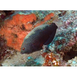 MACROPHARYNGODON NEGROENSIS