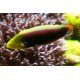 HALICHOERES IRIDIS