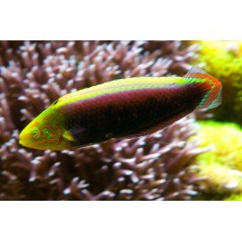 HALICHOERES IRIDIS