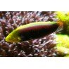 HALICHOERES IRIDIS