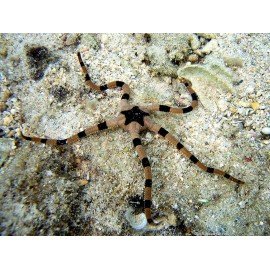 OPHIOLEPIS SUPERBA