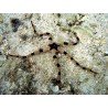 OPHIOLEPIS SUPERBA