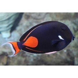 ACANTHURUS ACHILLES S