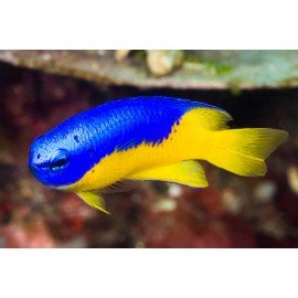 POMACENTRHUS AURIVENTRIS PRECIO ESPECIAL PACK 5 UNIDADES