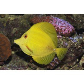 ZEBRASOMA FLAVESCENS