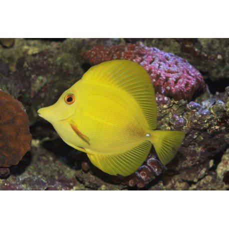 ZEBRASOMA FLAVESCENS