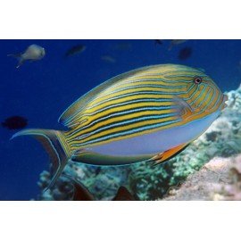 ACANTHURUS LINEATUS SM