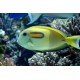 ACANTHURUS OLIVACEUS L