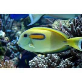 ACANTHURUS OLIVACEUS SOULDER TANG M