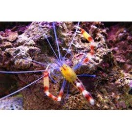 STENOPUS CYANOSCELIS 